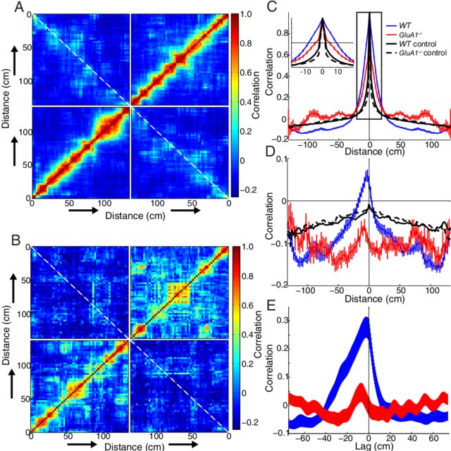 640x640 Altered Population Vector Representation Of Position