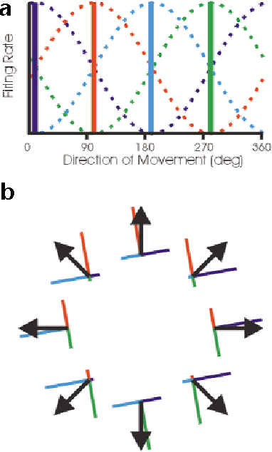 382x634 Figure From Population Vectors And Motor Cortex Neural Coding