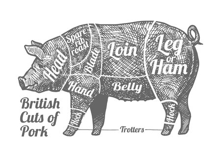 450x318 British Cuts Of Pork Vector Hand Drawn Illustration In Vintage