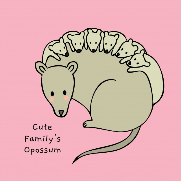 626x626 Opossum Vectors, Photos And Free Download
