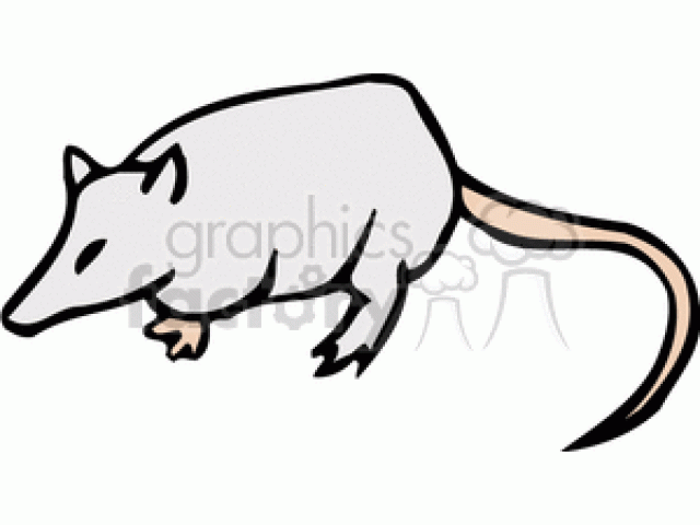 640x480 Possum Clipart Vector