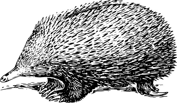 600x350 Possum Vector Free Vector Download