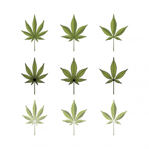 Marijuana Leaf Vector Free Download 626x626 Marijuana Leaf Vector Free Download