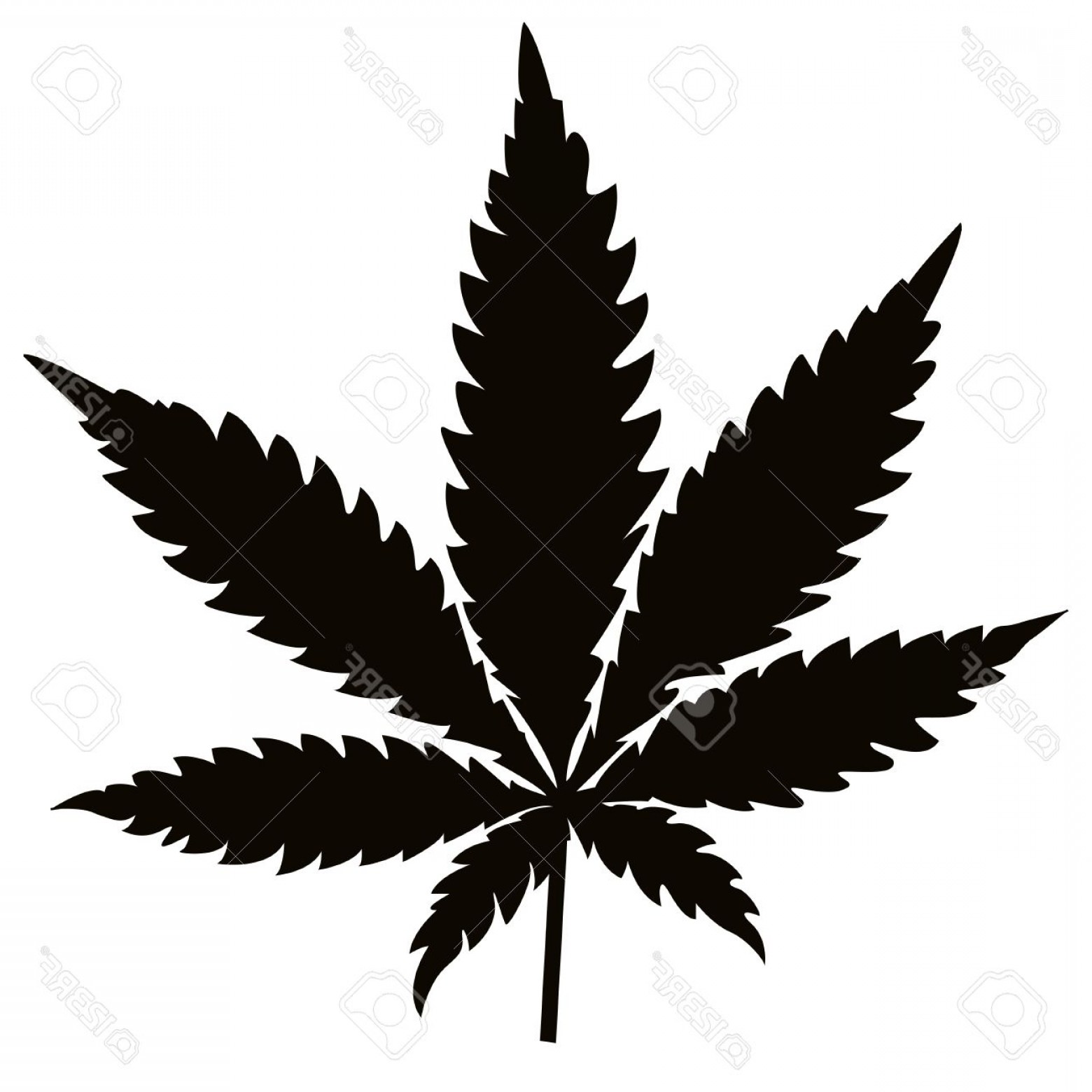 Photostock Vector Isolated Black Vector Cannabis Leaf Hoodamathrun 1560x1560 Photostock Vector Isolated Black Vector Cannabis Leaf Hoodamathrun