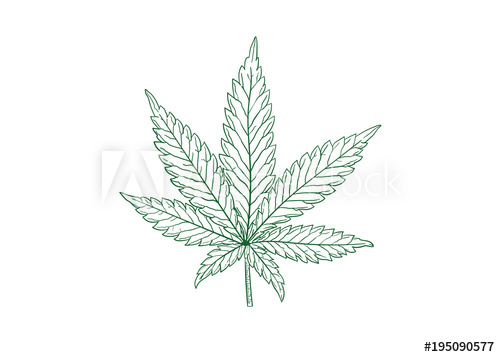Marijuana Leaf Vector Illustration 500x357 Marijuana Leaf Vector Illustration