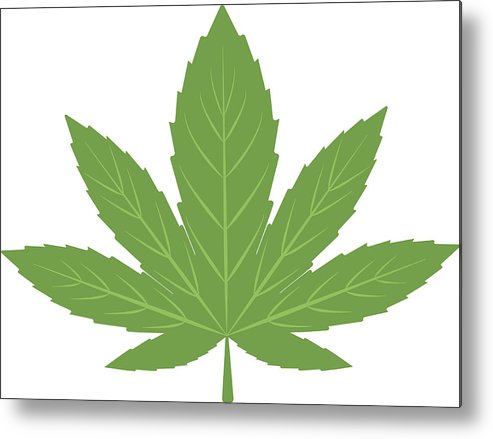 Cannabis Marijuana Leaf Vector Illustration Metal Print 493x439 Cannabis Marijuana Leaf Vector Illustration Metal Print