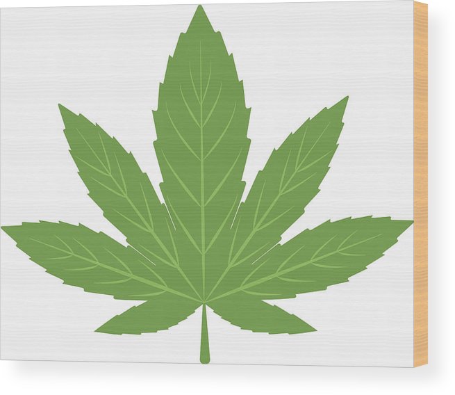 Cannabis Marijuana Leaf Vector Illustration Wood Print 655x568 Cannabis Marijuana Leaf Vector Illustration Wood Print