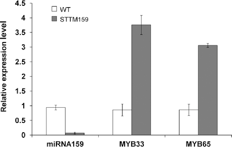 800x506 Figure From Silencing Of Stress Regulated Mirnas In Plants