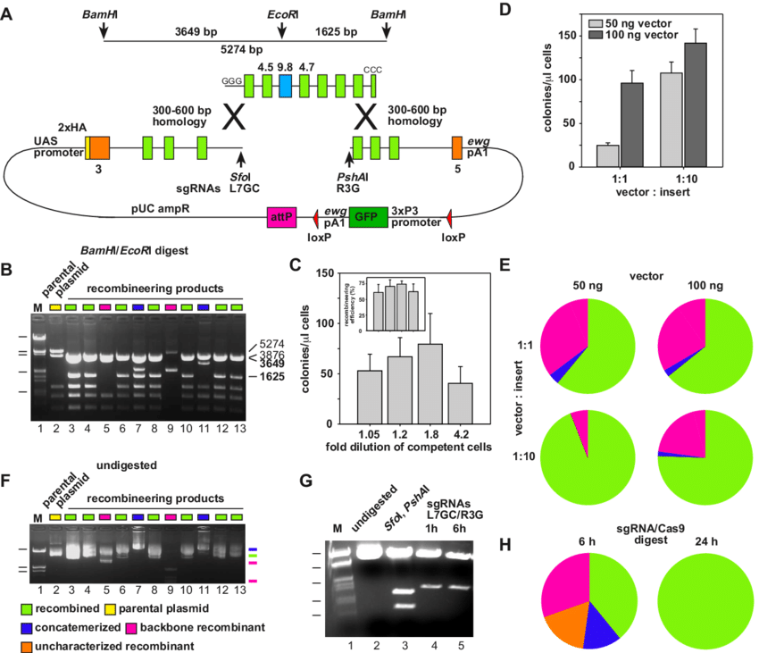 850x731 Plasmid Based Gap Repair Recombineering For Modification Of Large