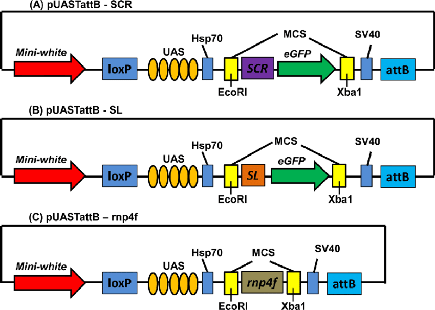 850x606 Vector Constructs Used For Making The Transgenic Flies