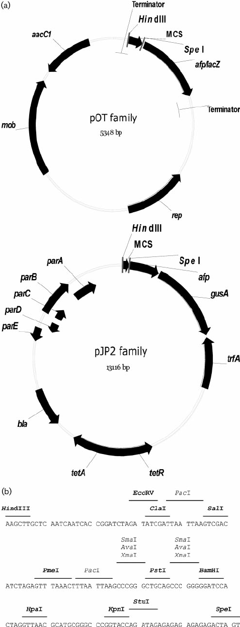 477x1247 A Maps Of Pot And Based Vectors
