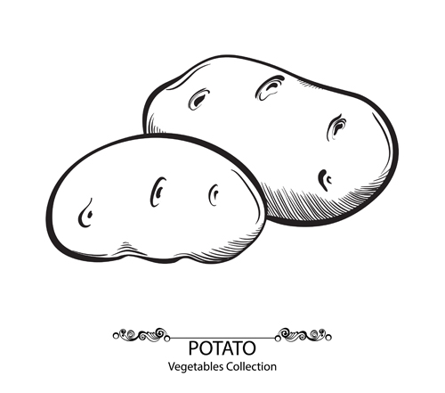 Hand Drawn Potato Vegetables Vector Material Free Download 500x441 Hand Drawn Potato Vegetables Vector Material Free Download