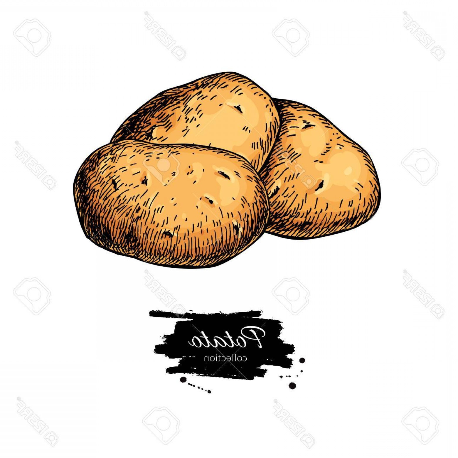 Photostock Vector Potato Vector Drawing Isolated Hand Drawn 1560x1560 Photostock Vector Potato Vector Drawing Isolated Hand Drawn