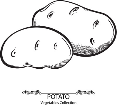 Vector Potato Free Vector Download 398x358 Vector Potato Free Vector Download
