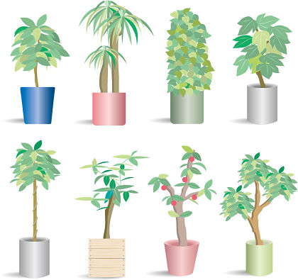420x395 Potted Plants