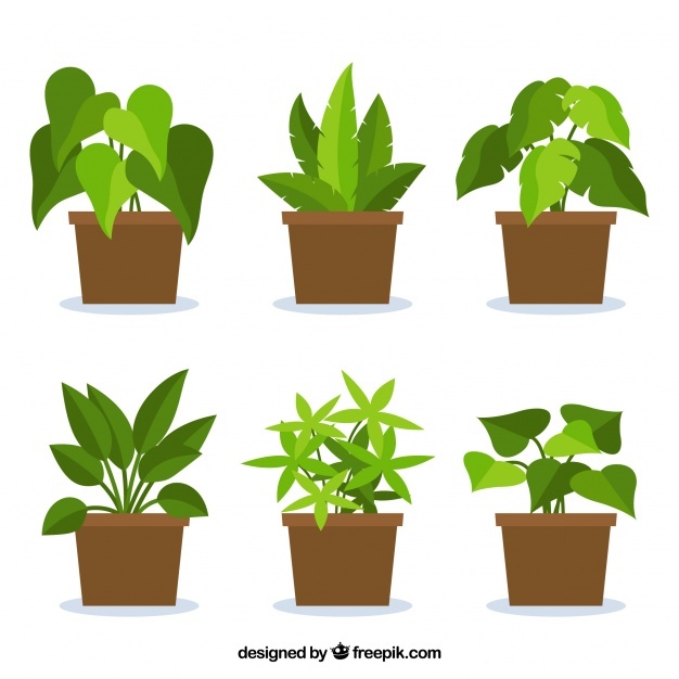 626x626 Potted Plants Vectors, Photos And Free Download