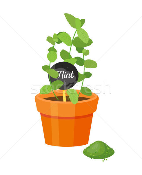 490x600 Powder Stock Vectors, Illustrations And Cliparts