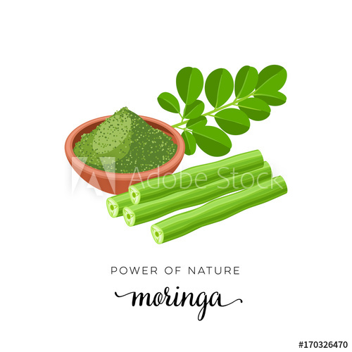 500x500 Superfood Fruit Moringa, Twig With Leaves, Powder Vector