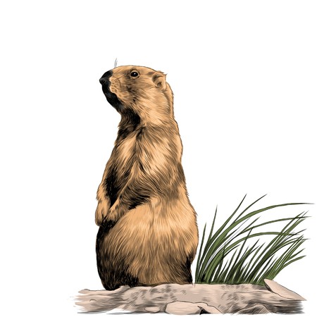 Marmot Flying Squirrel Sketch Vector Graphics Color Picture 450x450 Marmot Flying Squirrel Sketch Vector Graphics Color Picture