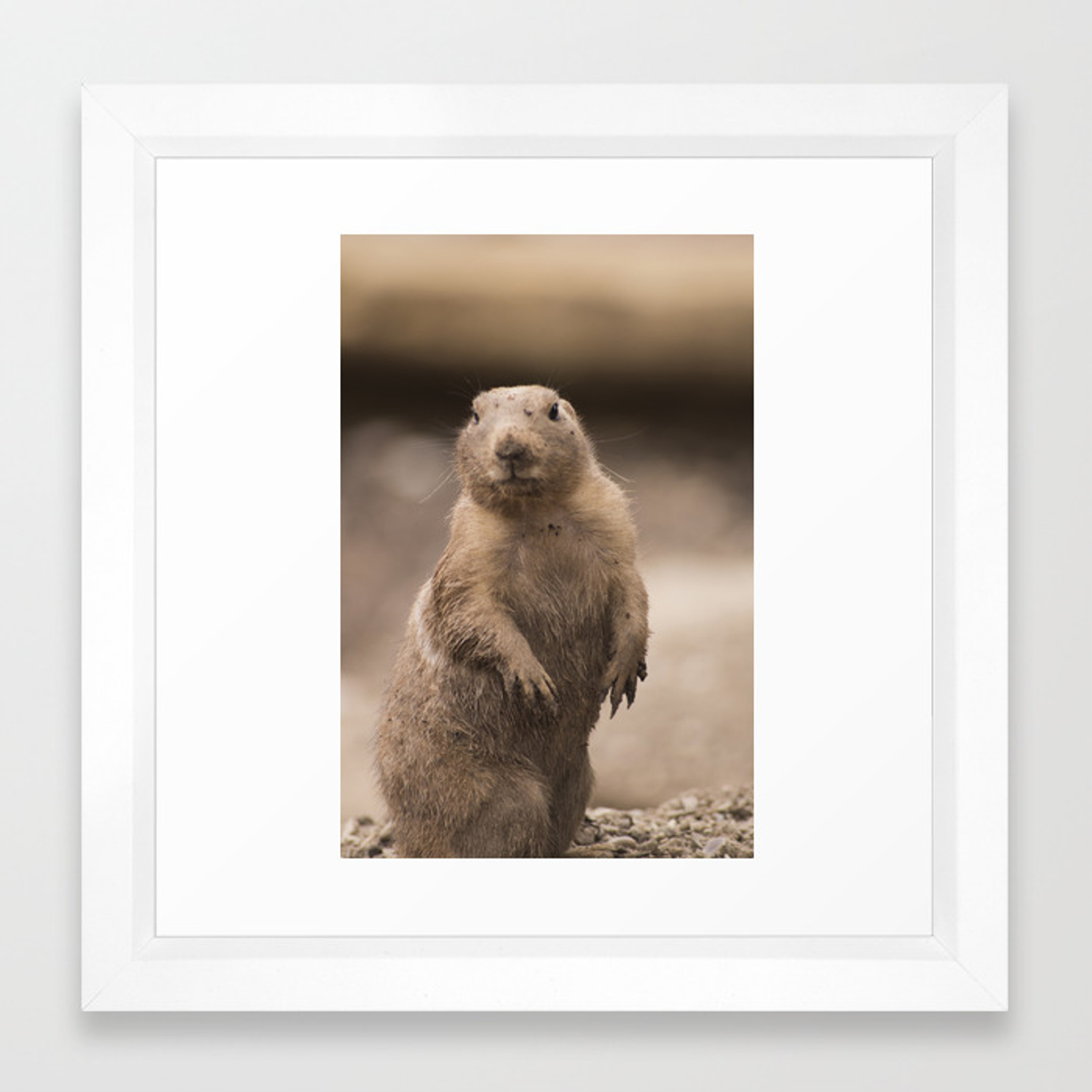 Prairie Dog 1500x1500 Prairie Dog