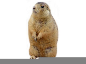 Animated Prairie Dog Clipart Free Images 300x225 Animated Prairie Dog Clipart Free Images