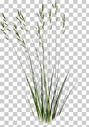 310x441 Grass Flowers Vector Png Images, Grass Flowers Vector Clipart Free