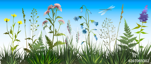 500x212 Background With Meadow Wild Herbs And Flowers Wildflowers Floral