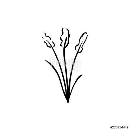 500x500 Prairie Smoke Mayflower, Pulsatilla Patens Early Bloomers