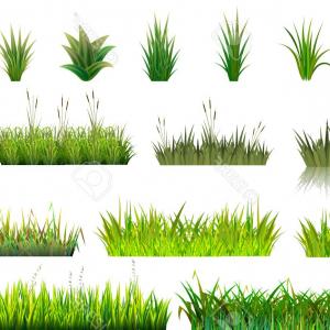 300x300 Tree Natual Bush Grass Land Forest Vector Catchsplace