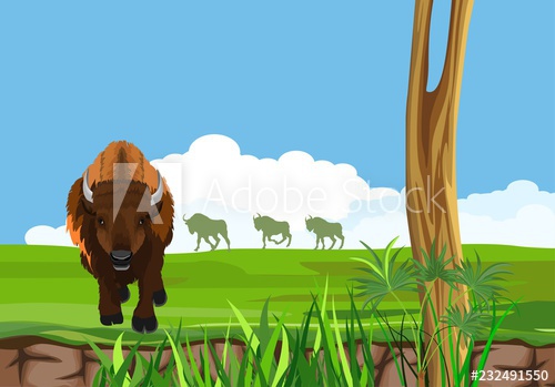 500x349 Big Bison In The American Prairie, Wildlife Landscape Grass Vector