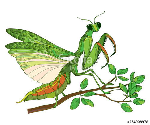 Outline Mantis Religiosa Or Praying Mantis In Green Sitting 500x417 Outline Mantis Religiosa Or Praying Mantis In Green Sitting