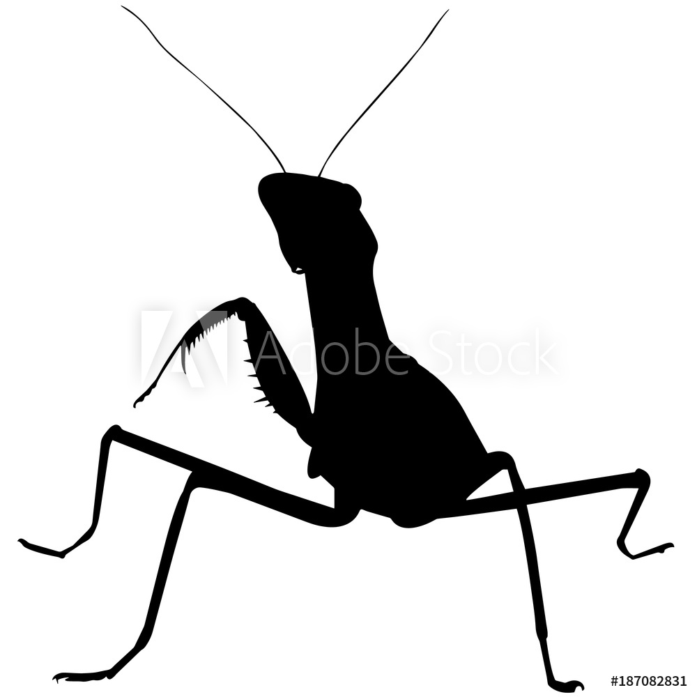 Photo Art Print Praying Mantis Silhouette Vector Graphics 1000x1000 Photo Art Print Praying Mantis Silhouette Vector Graphics