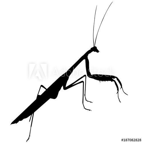 Praying Mantis Vector at Vectorified.com | Collection of Praying Mantis ...