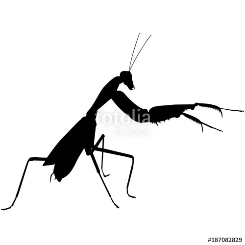 Praying Mantis Silhouette Vector Graphics Stock Image And Royalty 500x500 Praying Mantis Silhouette Vector Graphics Stock Image And Royalty
