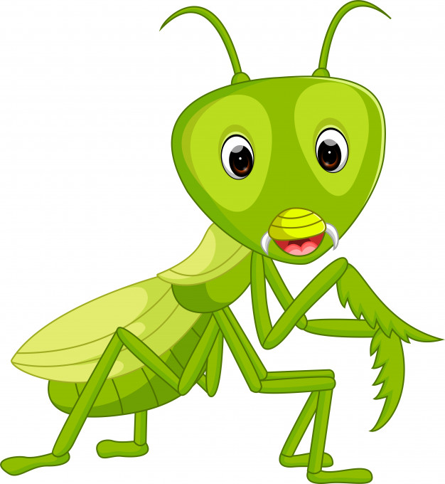 Praying Mantis Grasshopper Cartoon Vector Premium Download 626x680 Praying Mantis Grasshopper Cartoon Vector Premium Download