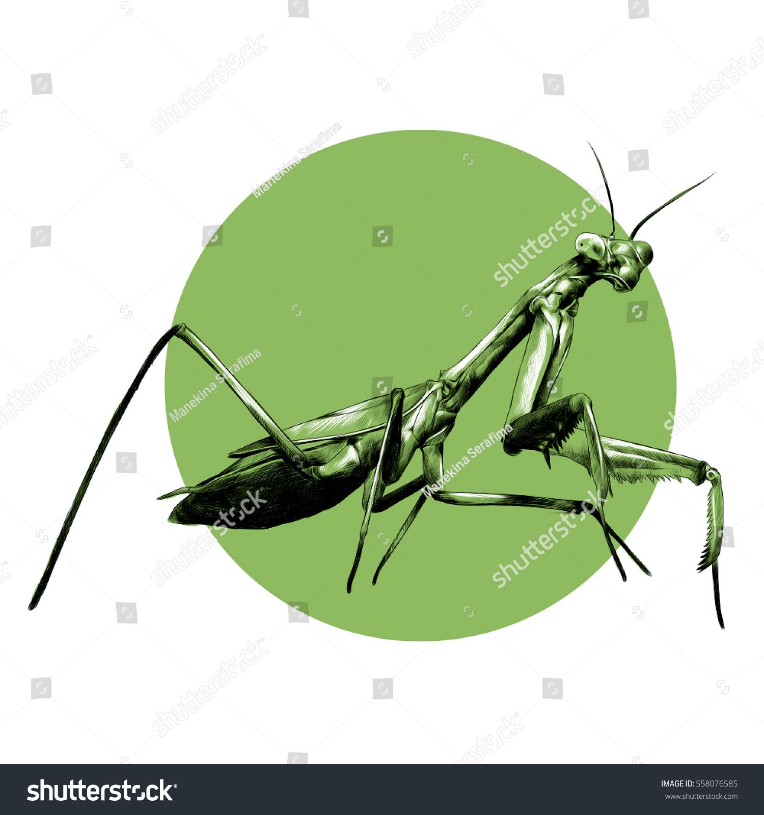 Praying Mantis Insect Vector Black And White Sketch 1500x1600 Praying Mantis Insect Vector Black And White Sketch