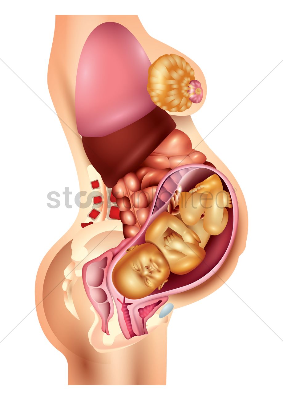 Что Происходит С Органами При Беременности Фото