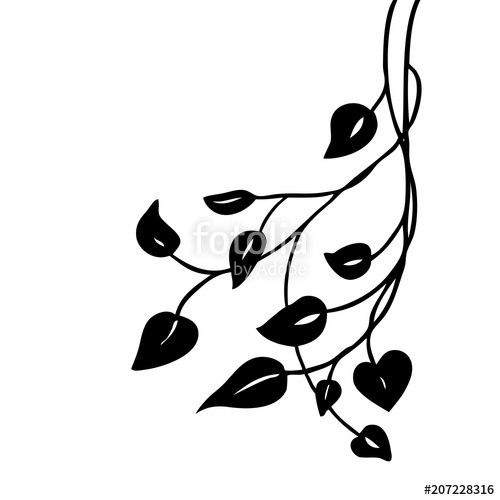 Ivy Or Vine Leaves Vector In A Pretty Decorative Design Element 500x500 Ivy Or Vine Leaves Vector In A Pretty Decorative Design Element