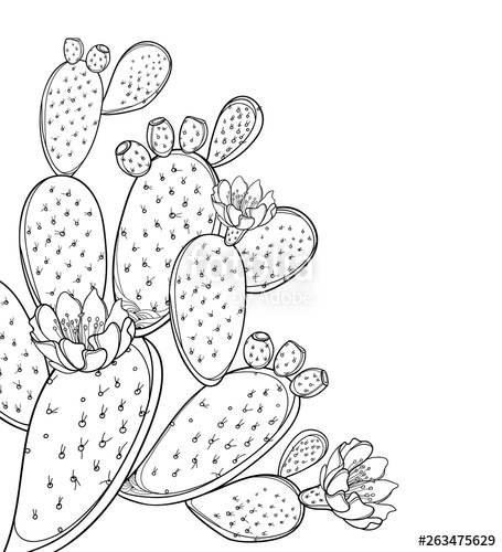 Prickly Pear Vector at Vectorified.com | Collection of Prickly Pear ...