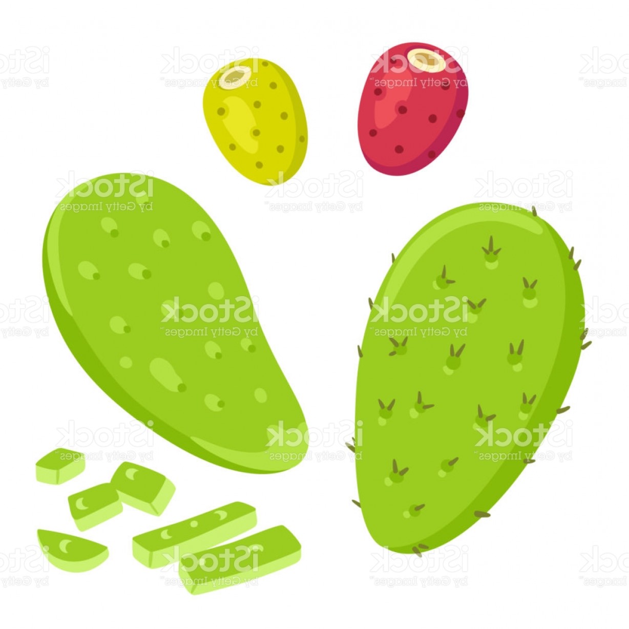 Nopal Cactus With Prickly Pears Gm Soidergi 1228x1228 Nopal Cactus With Prickly Pears Gm Soidergi