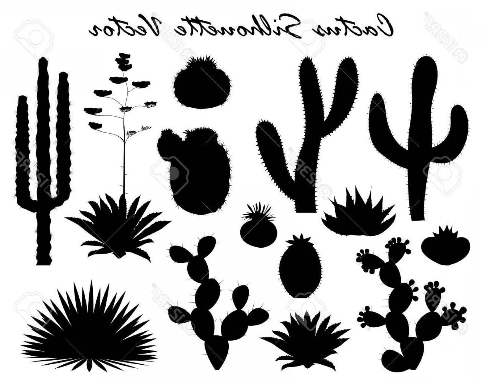Photostock Vector Black Silhouettes Of Cactus Agave And Prickly 1560x1248 Photostock Vector Black Silhouettes Of Cactus Agave And Prickly