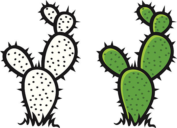 Prickly Pear Cactus Clipart 612x444 Prickly Pear Cactus Clipart