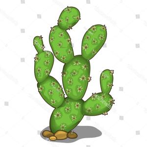 Prickly Pear Cactus Vector Illustration Hoodamathrun 300x300 Prickly Pear Cactus Vector Illustration Hoodamathrun
