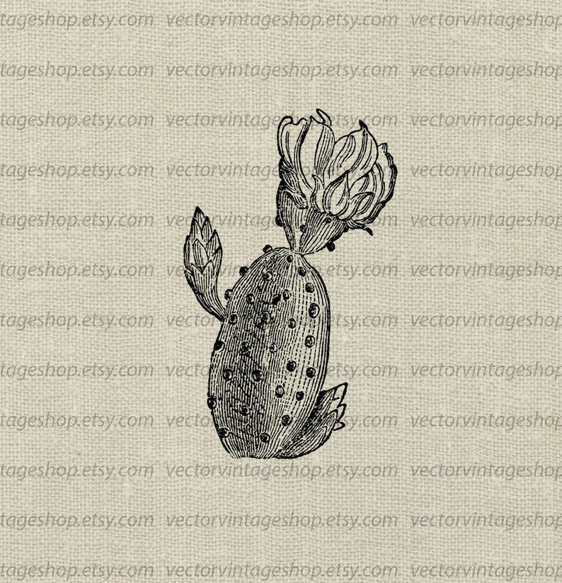 Prickly Pear Vector Clipart Instant Download Flower Cactus Etsy 794x823 Prickly Pear Vector Clipart Instant Download Flower Cactus Etsy