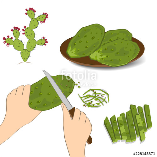 500x500 Prickly Pear Cactus Paddles In Human Hand With A Knife Edible