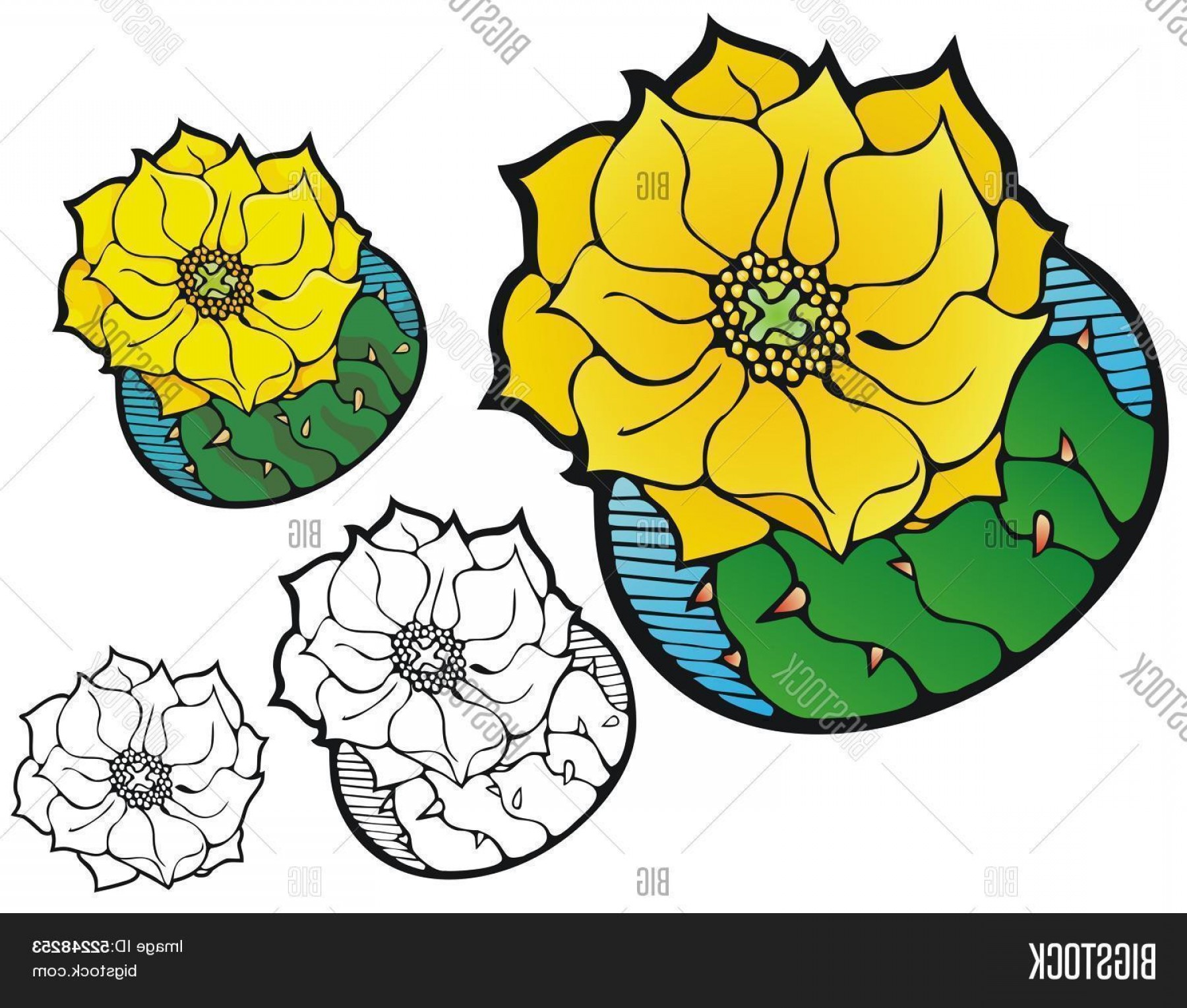 Stock Vector Prickly Pear Cactus Flower Createmepink 1800x1530 Stock Vector Prickly Pear Cactus Flower Createmepink