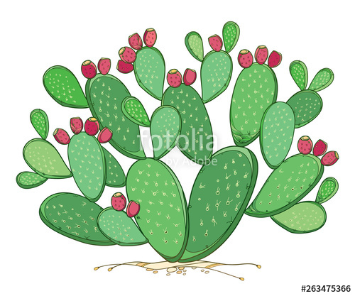 Bush Of Outline Indian Fig Opuntia Plant Or Prickly Pear Cactus 500x417 Bush Of Outline Indian Fig Opuntia Plant Or Prickly Pear Cactus