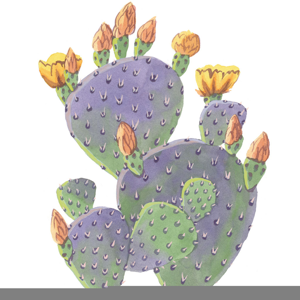 Cactus Clipart Prickly Pear For Free Download And Use Images 600x600 Cactus Clipart Prickly Pear For Free Download And Use Images