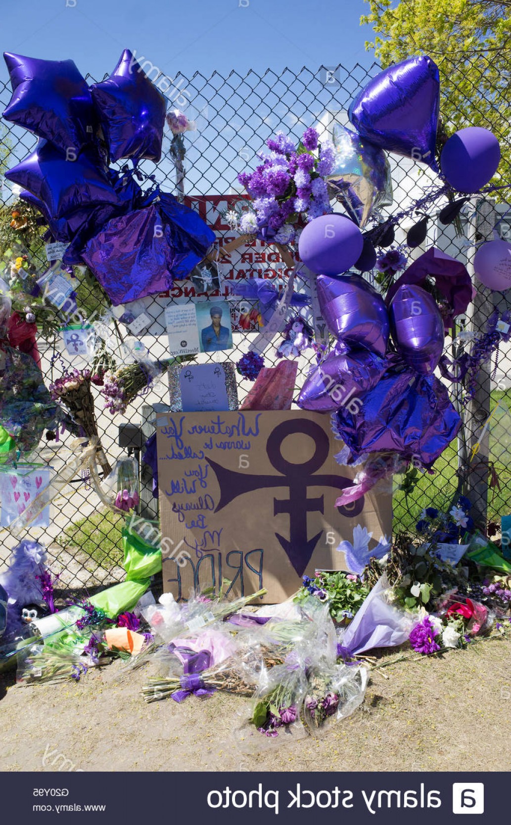 1033x1668 Stock Photo Purple Balloons Flowers And Love Symbol Honoring