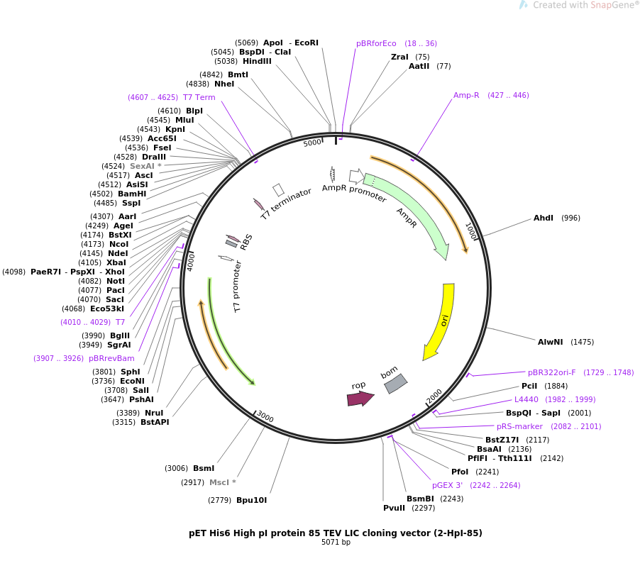902x791 Addgene Pet High Pi Protein Tev Lic Cloning Vector